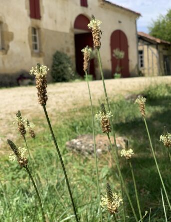 Herb Walk and Estate Tour